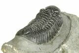 Top Quality Morocops Trilobite - Ofaten, Morocco #255596-4